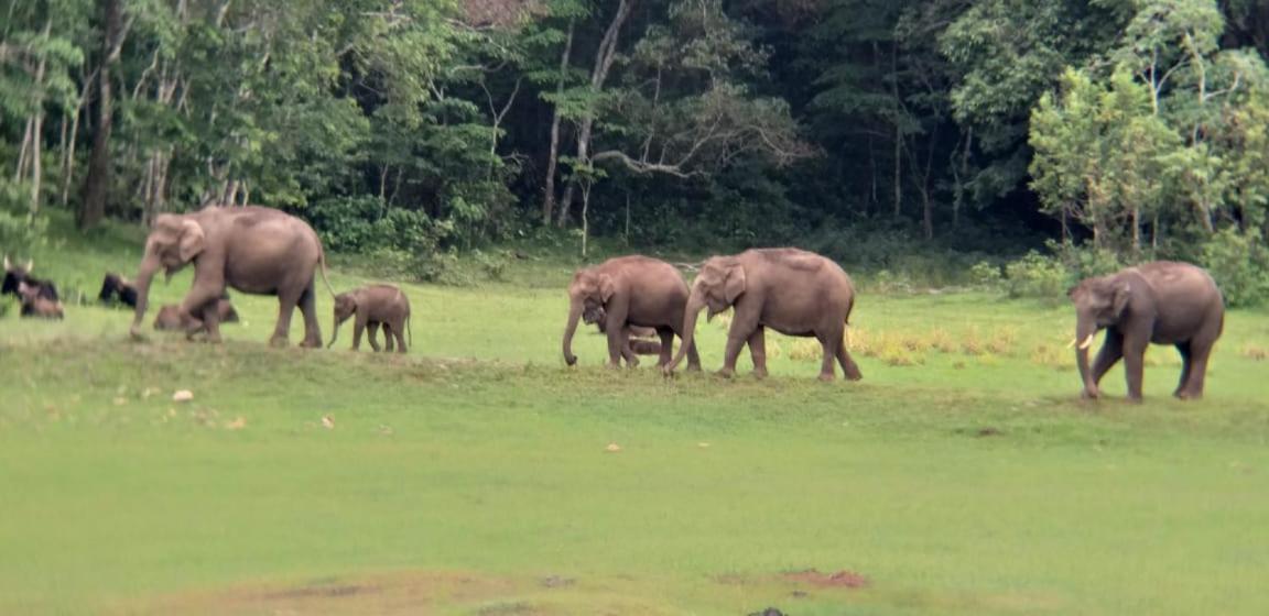 Aditi Thekkady Eksteriør billede